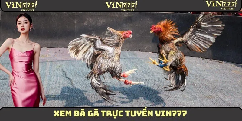 Xem Đá Gà Trực Tuyến